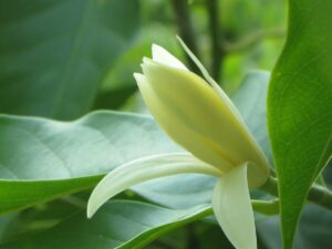 flor de champaca blanca